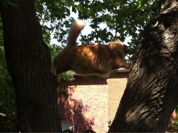 gatos que olvidaron ser gatos