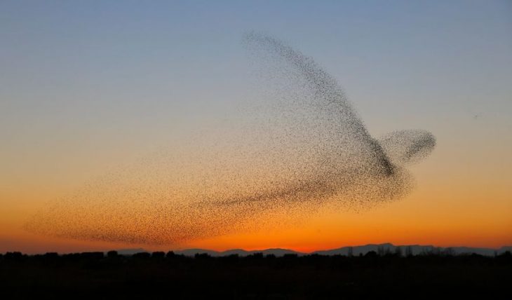 golondrina aves