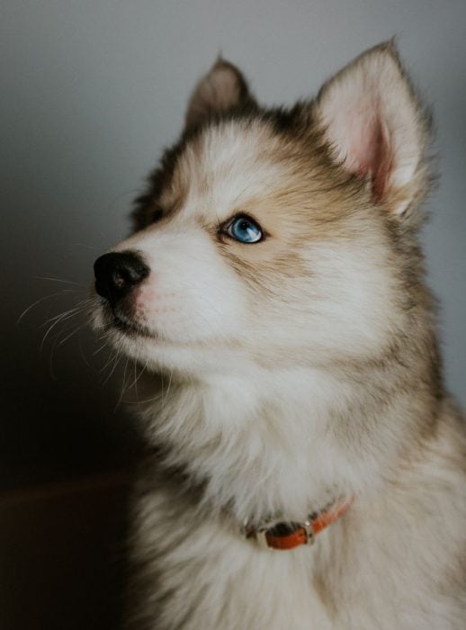 cachorrito husky