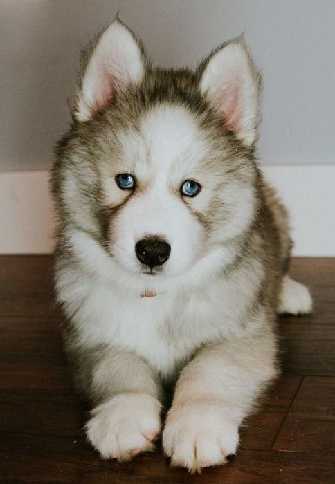 perrito husky murió