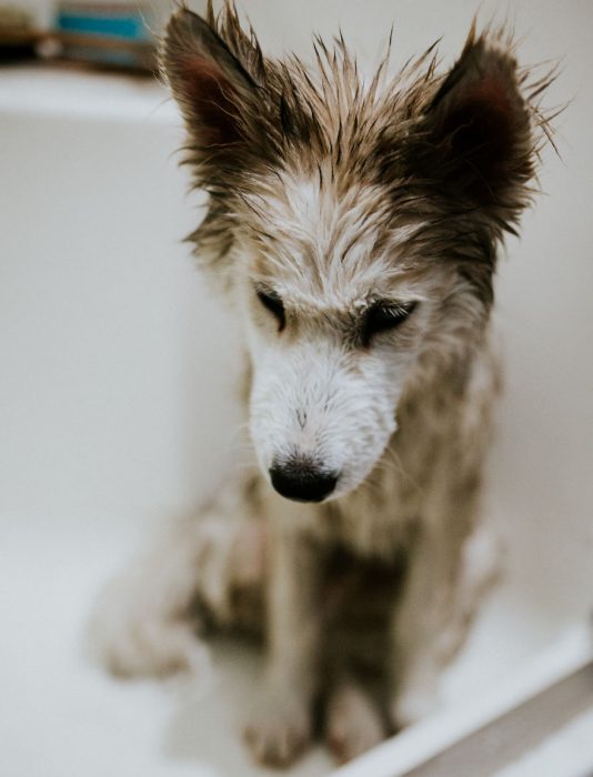 perrito baño