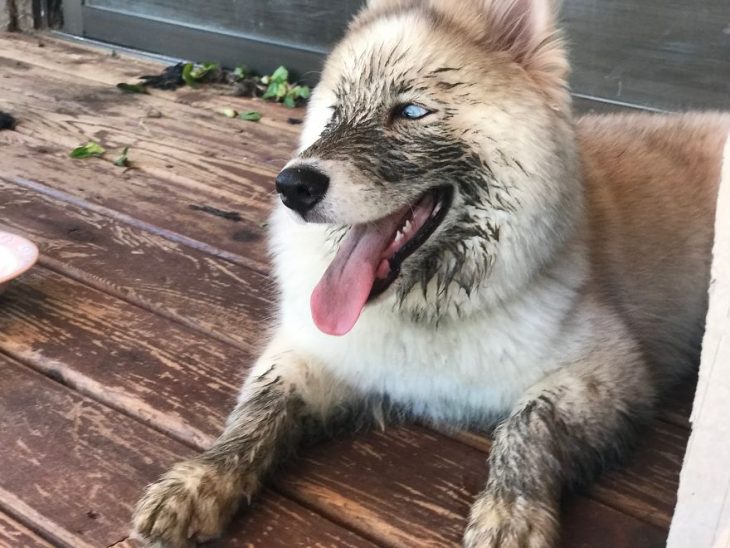 perrita husky