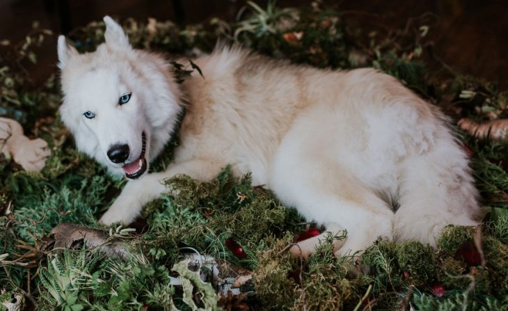 perrito husky carta