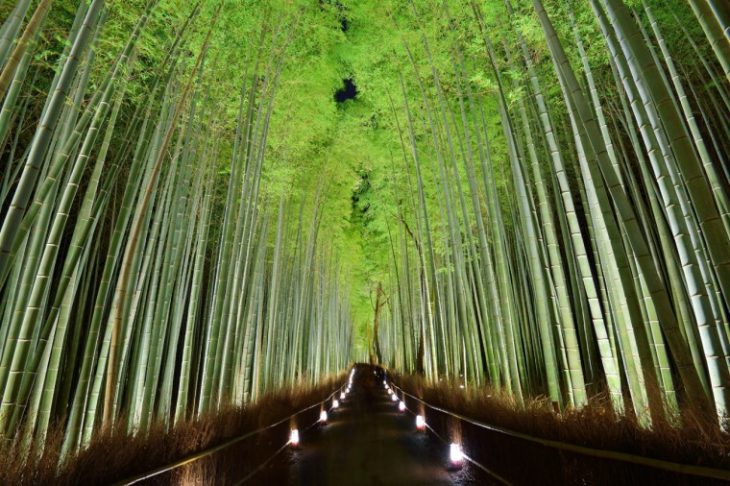 arboles de bambu