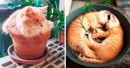 Cover Decora tu jardín con estos adorables GATO-PLANTAS