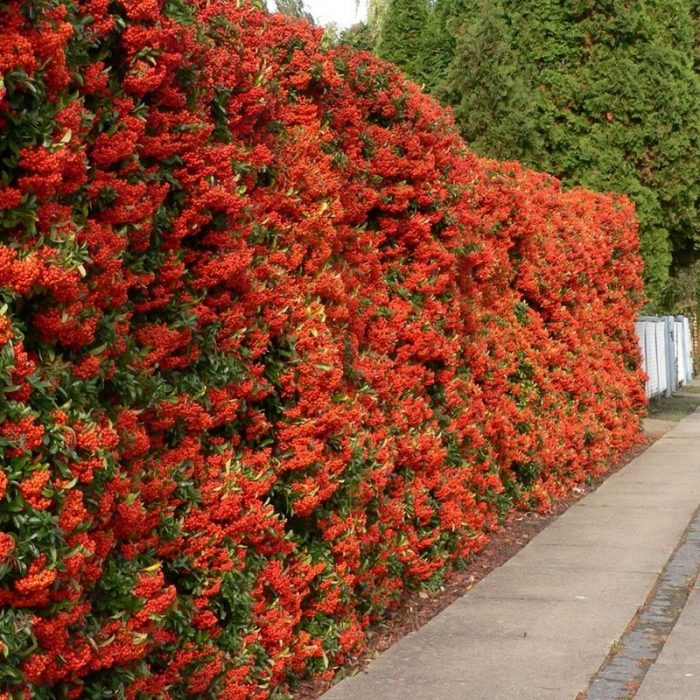 tomatitos