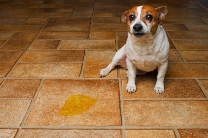 perrito haciendo pipí