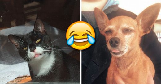 Cover Animales que fueron al veterinario y su cara lo dice todo