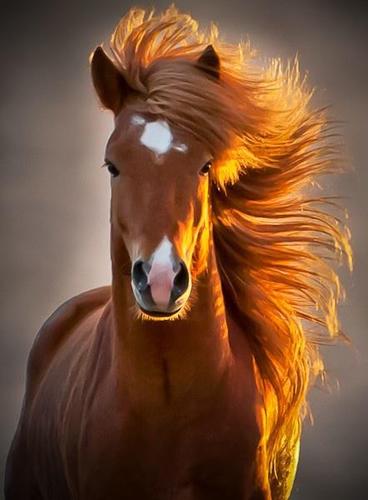 caballo fotogénico