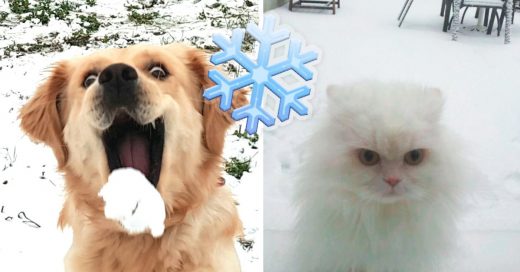 Cover Mascotas que conocieron la nieve por primera vez y aún no saben qué pensar