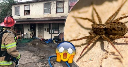 Cover Hombre incendia su departamento tratando de quemar viva una araña