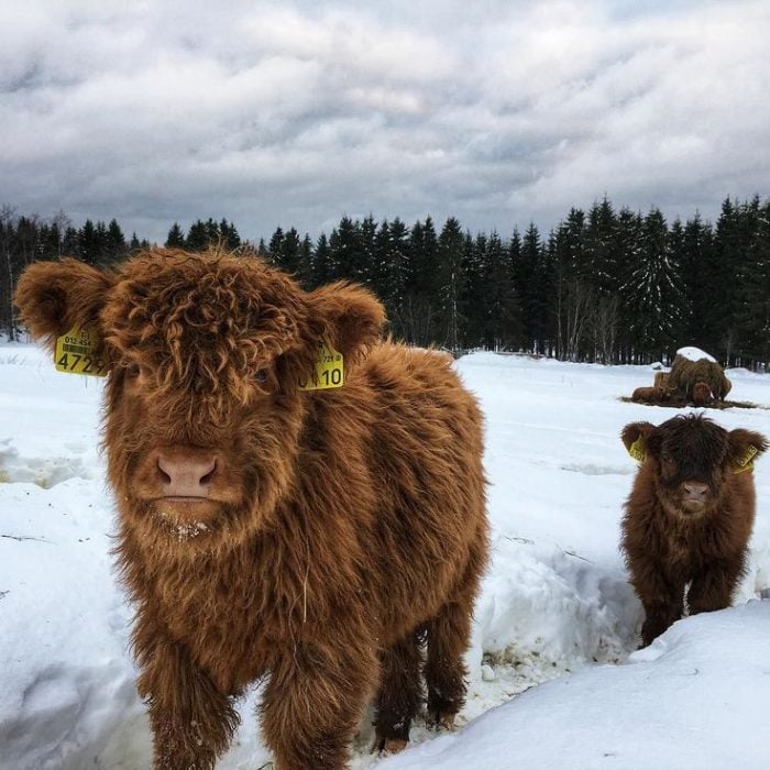 paisaje nevado con vacas