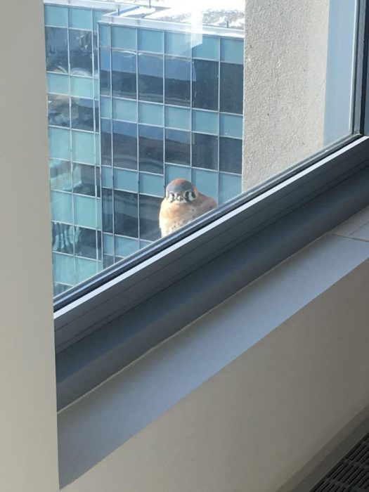 perrito en una ventana