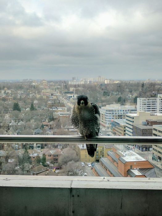 pajaritos que se asoman por la ventana