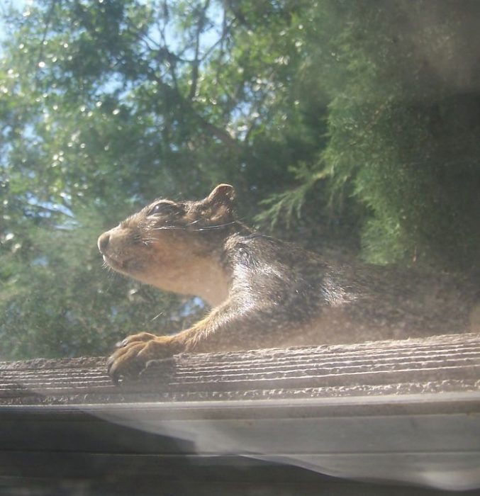 pajaritos que se asoman por la ventana