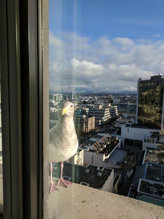 pajaritos que se asoman por la ventana