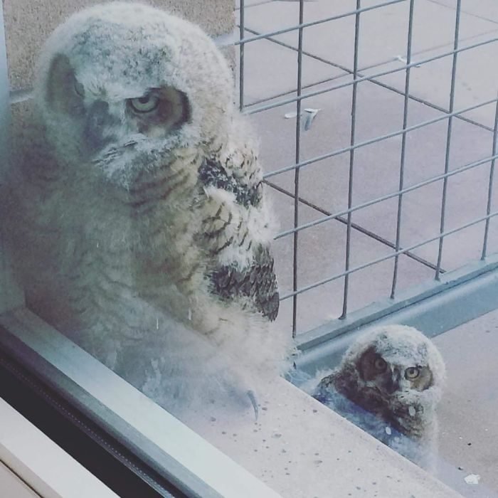 pajaritos que se asoman por la ventana