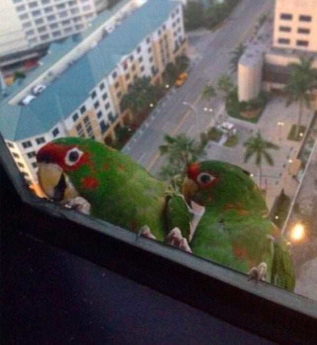 pajaritos que se asoman por la ventana