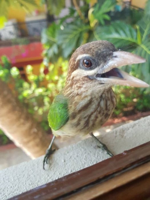 pajaritos que se asoman por la ventana