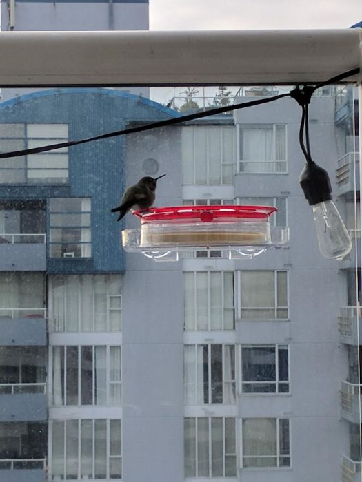 pajaritos que se asoman por la ventana