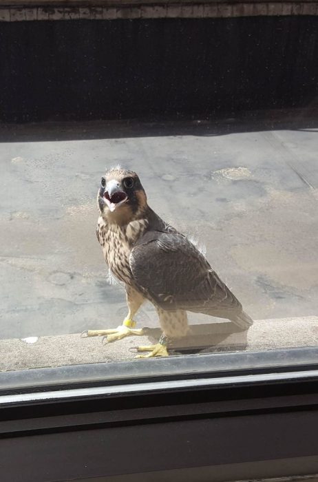 pajaritos que se asoman por la ventana