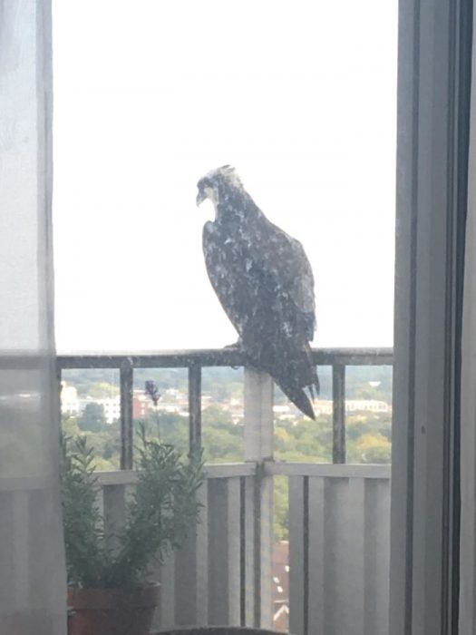 pajaritos que se asoman por la ventana