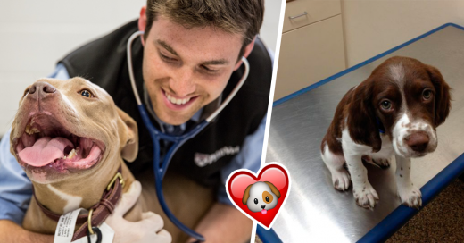 10 cosas que un veterinario NUNCA te dira