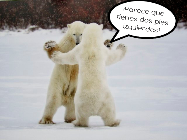 17 Animales capturados en las situaciones más divertidas