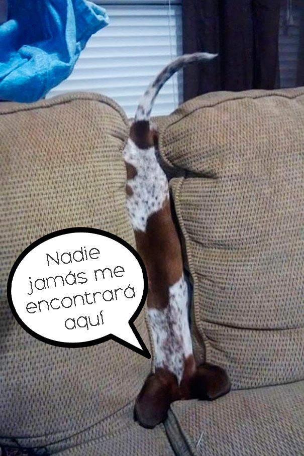 17 Animales capturados en las situaciones más divertidas