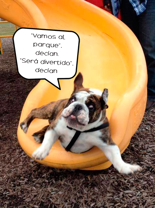 17 Animales capturados en las situaciones más divertidas