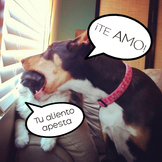 17 Animales capturados en las situaciones más divertidas