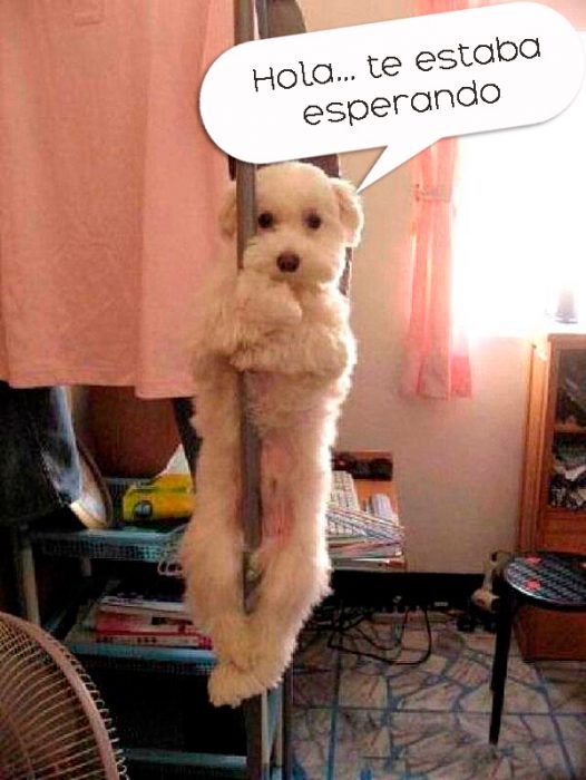 17 Animales capturados en las situaciones más divertidas