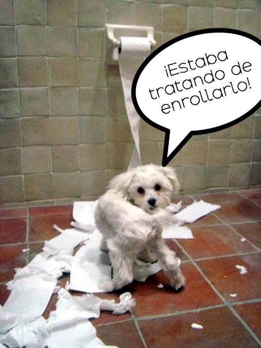 perro destrozando el papel de baño