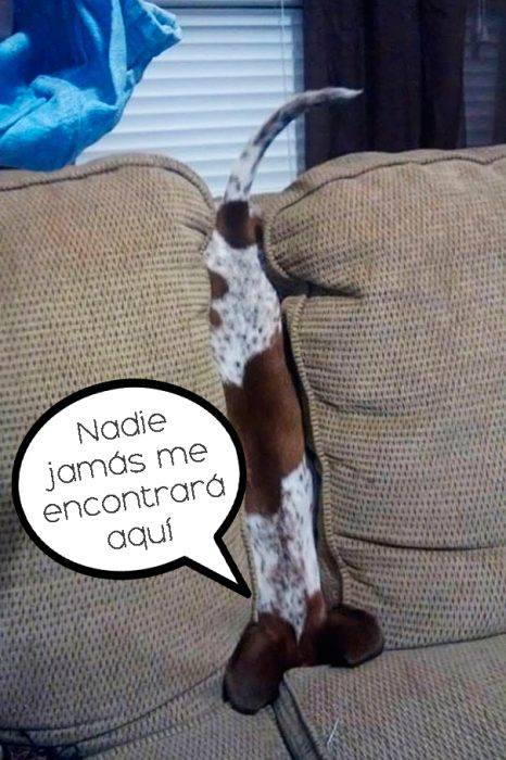 perro en sofá