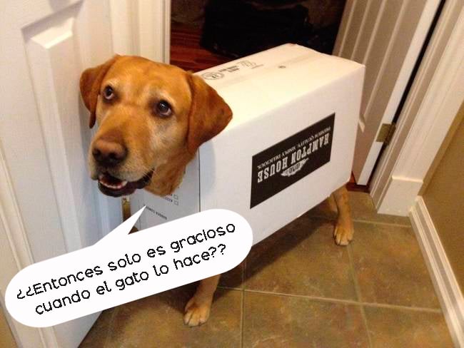 perro en caja