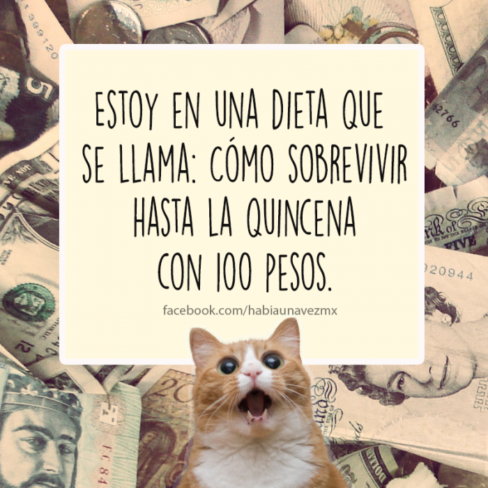 Cosas que los gatos siempre te han querido decir