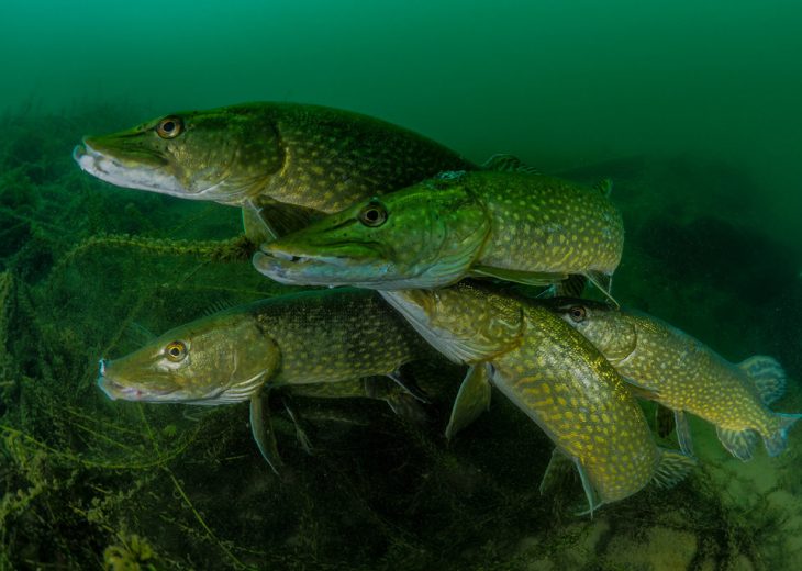 peces bajo el mar