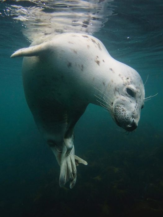 foca bajo el mar