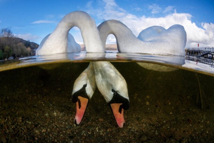 cisnes bajo el mar