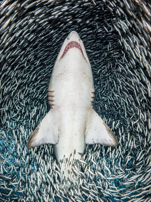 tiburón bajo el mar