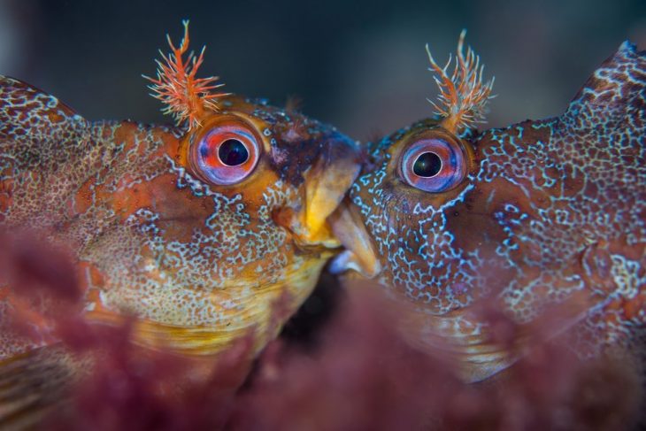 ojos morados bajo el mar