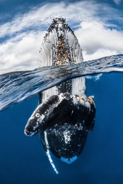 ballena bajo el mar