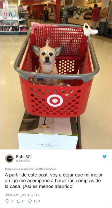 este perrito se fue al mercado