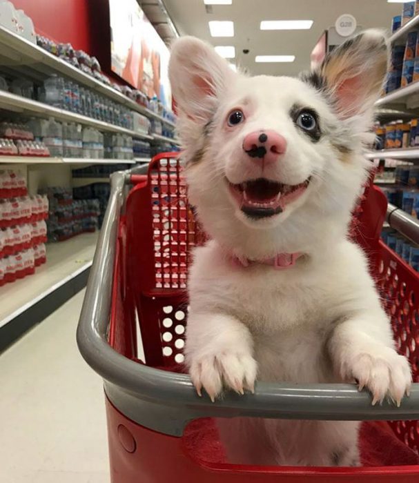 Este perrito se fue al mercado