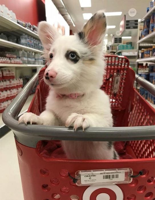 Este perrito se fue al mercado