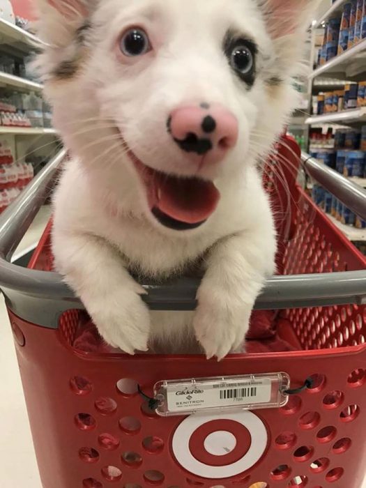 Este perrito se fue al mercado