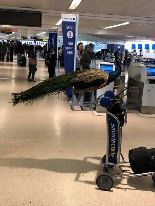 Pavo real listo para abordar avión