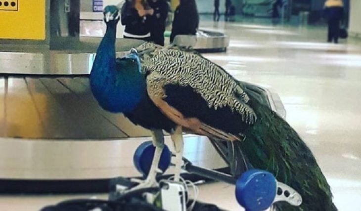 Pavo real en aeropuerto