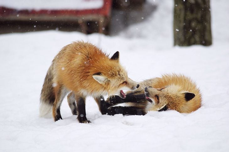 Zorros jugando en nieve