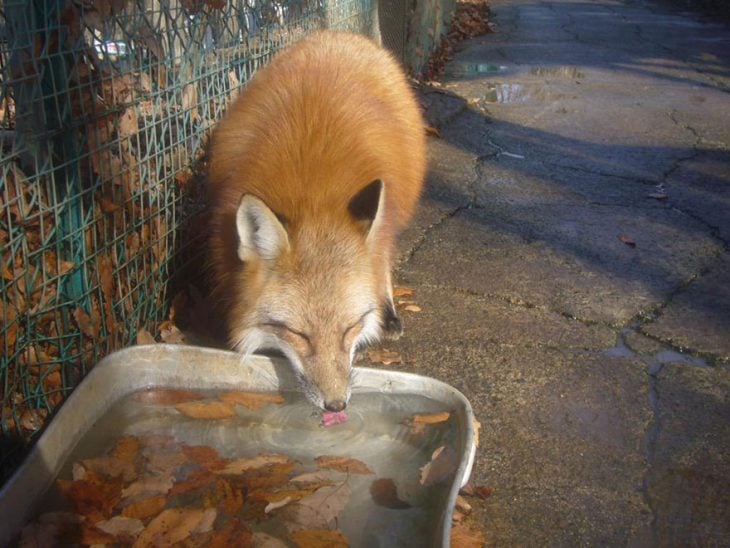 Zorro tomando agua